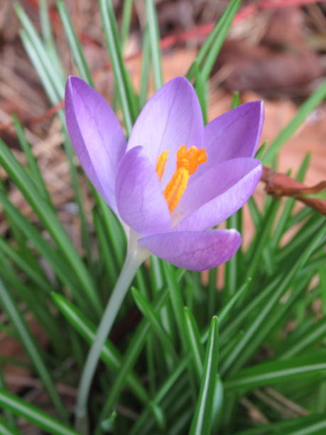 Bright Whitewell Purple Crocus Flower Blooming in Spring 2021 Bright Colorful Whitewell Purple Crocus Flower in Spring 2021 crocus tommasinianus stock pictures, royalty-free photos & images