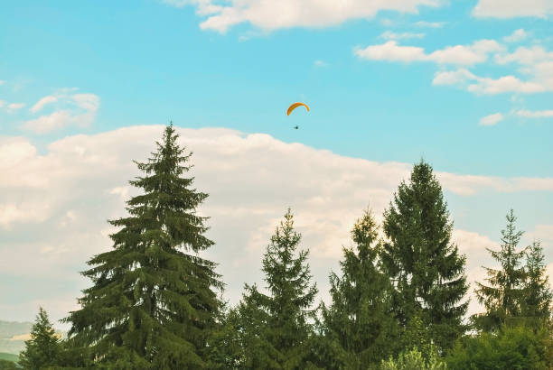 istock Paraglider flying in distance by blue sky over summer pine at sunset 1305265459