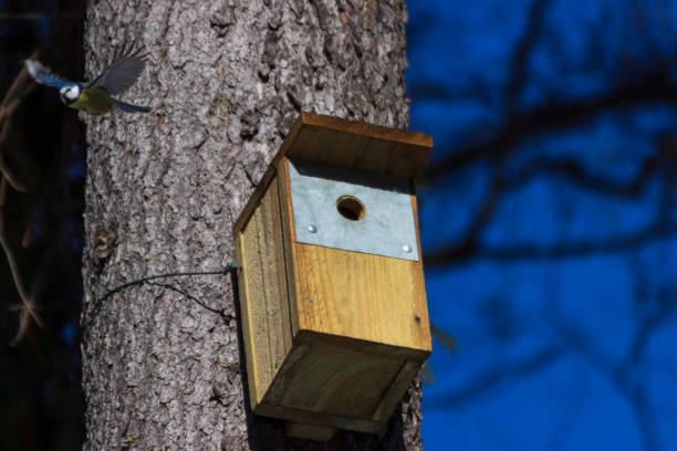 istock A birdhouse on a tree in spring in a park on Elagin Island 1305266301