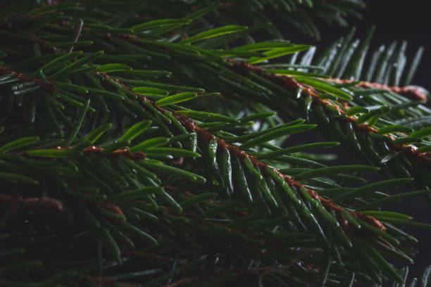 istock Closeup of green spruce branch 1305267636