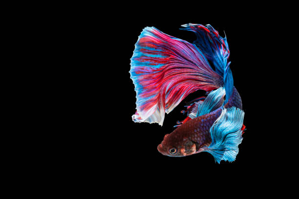 istock Halfmoon Betta fighting fish in Thailand on isolated black background. The moving moment beautiful of blue, red and white Siamese betta fish with copy space. 1305267763