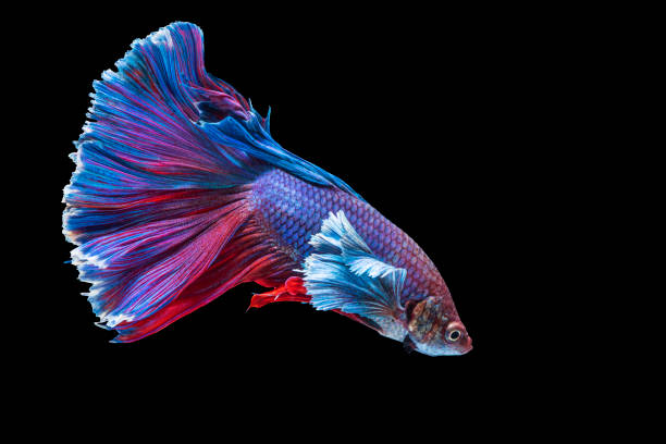 istock Halfmoon Betta fighting fish in Thailand on isolated black background. The moving moment beautiful of blue, red and white Siamese betta fish with copy space. 1305267785