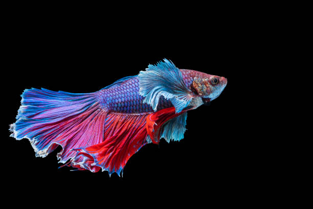 istock Halfmoon Betta fighting fish in Thailand on isolated black background. The moving moment beautiful of blue, red and white Siamese betta fish with copy space. 1305267816