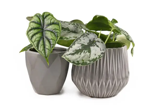 Photo of Topical 'Alocasia Baginda Dragon Scale' and 'Scindapsus Pictus Exotica' houseplants in gray flower pots