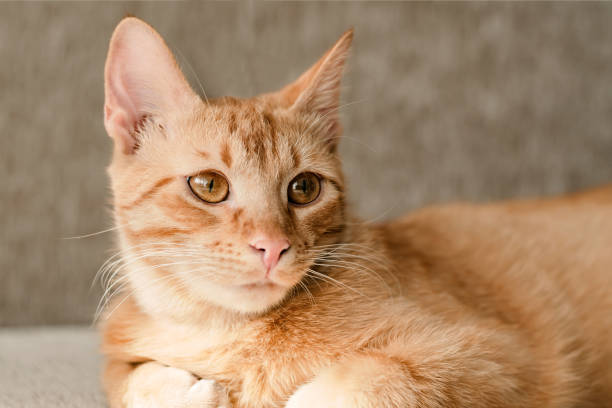 istock Ginger Hair Cat is lying on the Bed at Home 1305269721