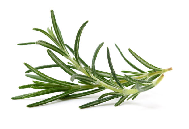 Branch of rosemary
