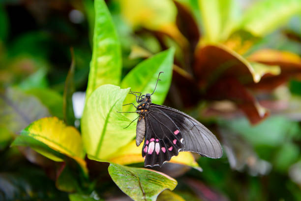 istock A beautiful butterfly on leaf with dew drops 1305271147