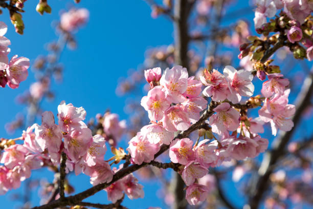 Blue sky and Kawazu cherry blossoms, Ichikawa City, Chiba Prefecture, Japan stock photo