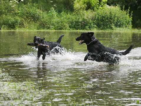Two dogs play with a stick in the water.