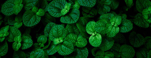 istock tropical leaves, abstract green leaves texture, nature background 1305272422