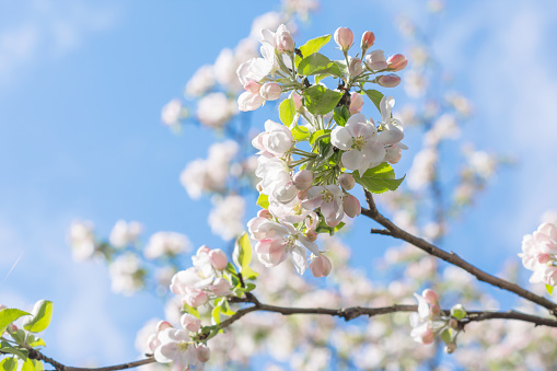 White apple tree blossoms on the tree branch on blue sky background on sunny day in springtime, nature concept, narrow DOF, focus to blossoms in front
