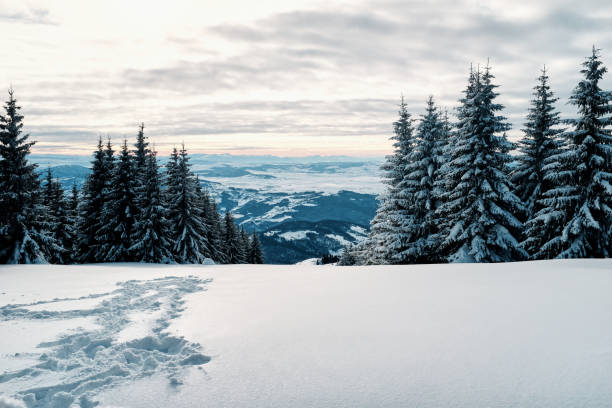 istock The pine trees and forest at winter time. 1305274107