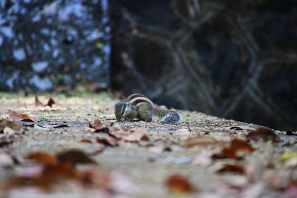 istock Baby squirrel searching for food 1305274705