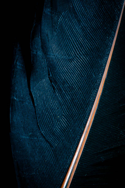 istock blue bird feather on black isolated background 1305275310