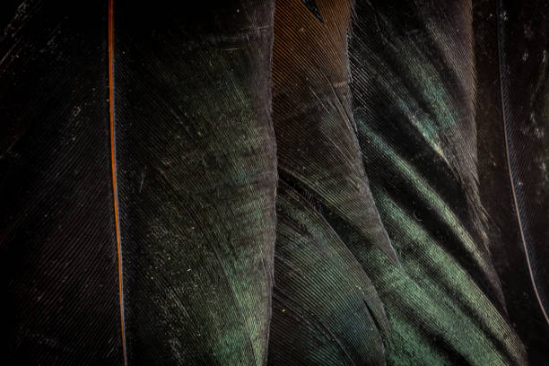istock macro photo black rooster feathers. background or texture 1305275326