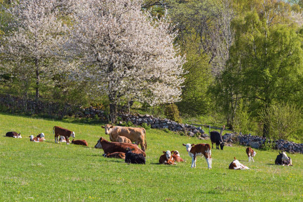 istock Cows and calves on a meadow at spring 1305276318