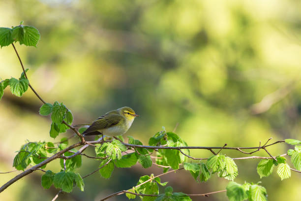 istock Green Warbler on a lush tree branch 1305276326