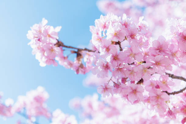 "kawazu sakura" - flor de cerezo que florece a finales de invierno, o principios de primavera en japón, de color rosa. - late spring fotografías e imágenes de stock