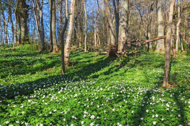 Flowering anemones in the spring in the woods