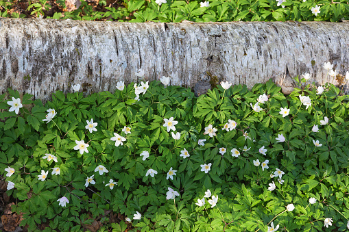 Wood anemone which blooms in the meadow at spring