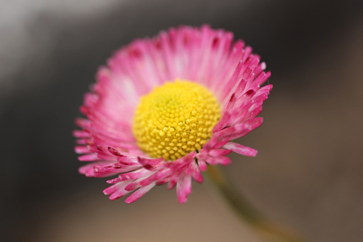 Pink aster. Flower close-up background.