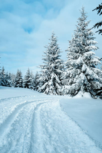 istock The pine trees and forest at winter time. 1305276795