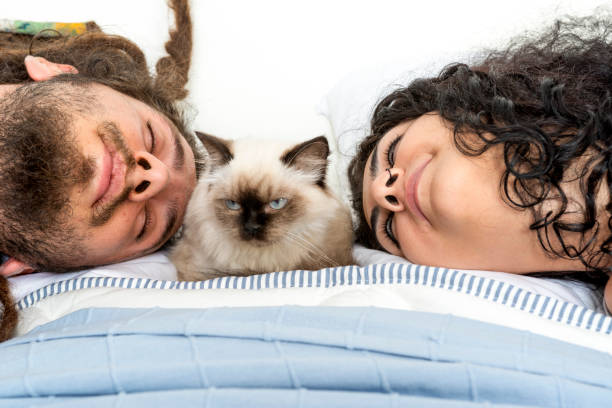 istock Kitten among the sleeping young couple 1305278178