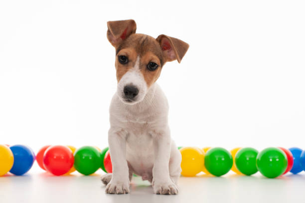 istock Young jack russel on white with colorfull plactic ball 1305278320