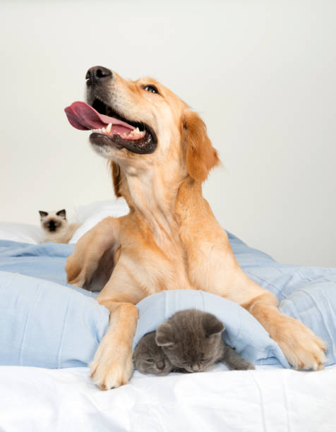 istock Golden retriever and kitten on bed 1305278392