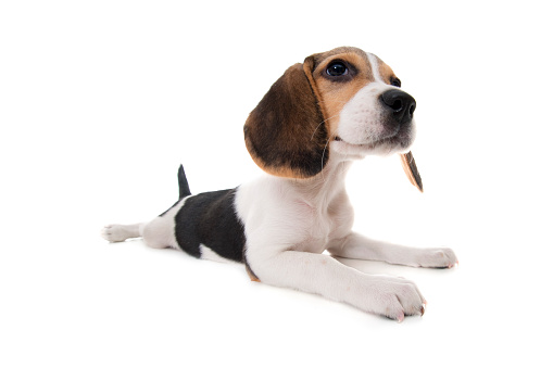 Baby Beagle on white