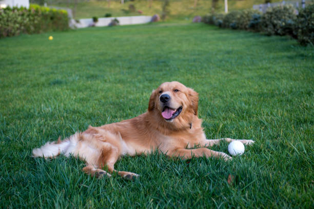 istock Golden retriever dog on grass 1305278474