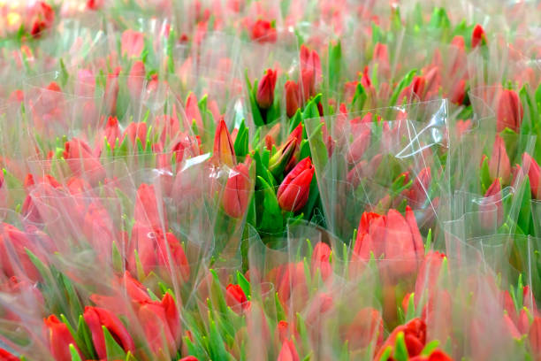 Selective focus on red tulips in bouquets wrapped in transparent cellophane wrap. Many spring flowers for women in the store for Women's Day on March 8.