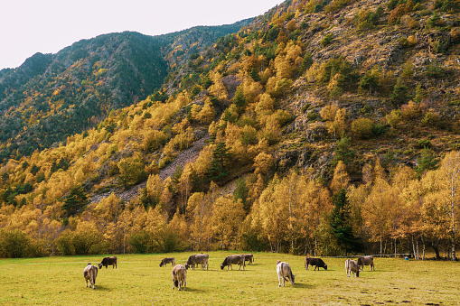 Cows grazing in a meadow in the Catalan Pyrenees. Pallars Sobirà, Catalonia - Spain