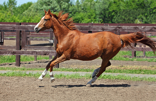 Chestnut dressage sport horse running in paddock on the ranch