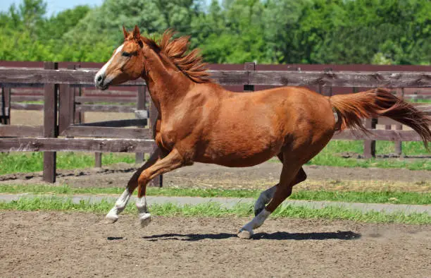 Photo of Chestnut sport horse running in paddock on the ranch