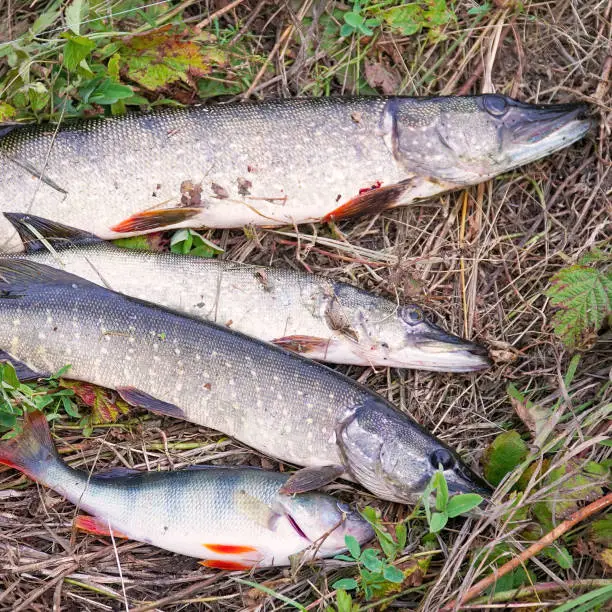 Photo of A few Pike on the dry grass