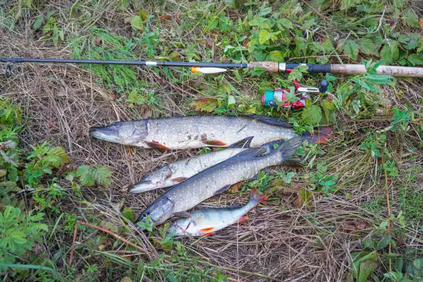 Photo of A few Pike and spinning on grass