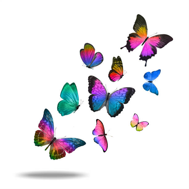 istock flying   butterfly. isolated on white background 1305283893