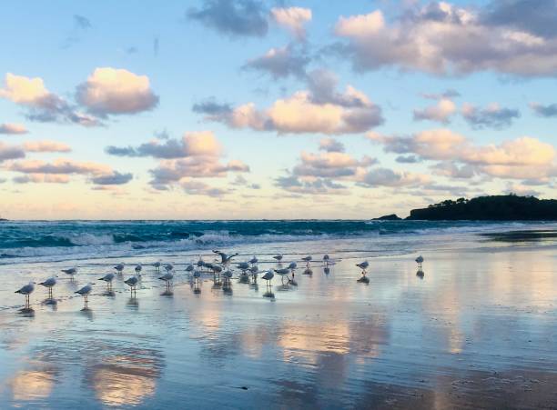 istock Sunrise Flock of Seagulls Gather at Waters Edge 1305284774