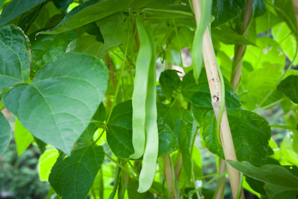 istock French bean plant with fresh beans growing in England, UK 1305287794