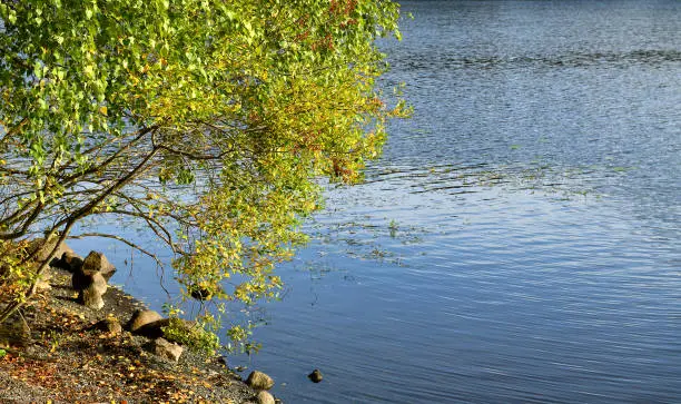 Photo of Autumn tree on shore of beautiful lake Vanajavesi in Hameenlinna, Suomi