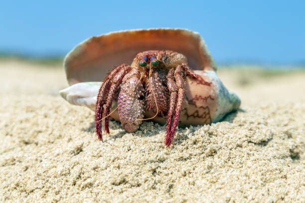 istock Coenobita perlatus Hermit crabs 1305290237