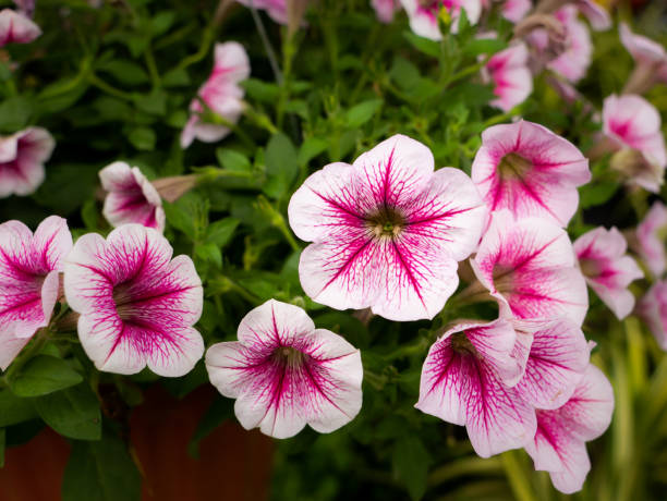 istock Bunch of White Pink Petunia hanging 1305290359