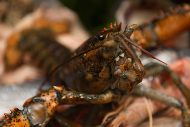 istock Seafood luxury choice ingredients 1305290696