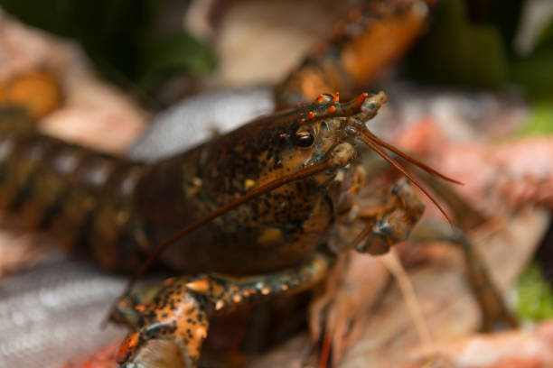 istock Seafood luxury choice ingredients 1305290702