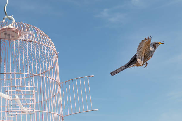 鳥かごから飛び出す小鳥 - birdcage ストックフォトと画像