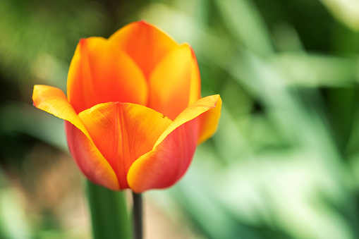 Orange Tulip flowers bloom in spring background the background of blurry tulips in a tulip garden. Nature