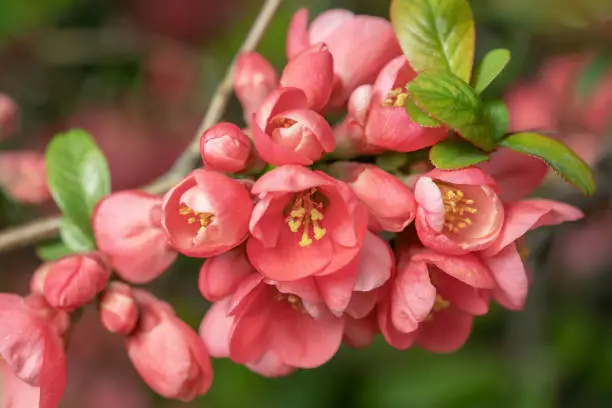 Flowers of Japanese quince (Chaenomeles japonica).
