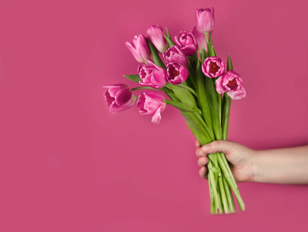 istock Pink tulips flowers in hand on a pink background 1305292318