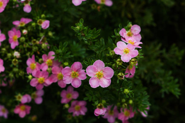 Nature flower background. Shrubby cinquefoil pink flowers. The wild rose Bush. Close up. Nature flower background. Shrubby cinquefoil pink flowers. The wild rose Bush. Close up. potentilla fruticosa stock pictures, royalty-free photos & images